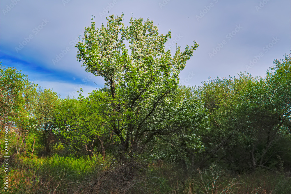 Blooming branches of the apple tree on the background of the blue sky soft focus. Blooming branches of the apple tree on the background of the blue sky soft focus.