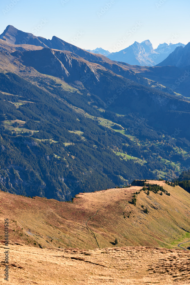 Mountain panorama and the ridge with autumn yellow grass in the morning in Lauterbrunnen region in Switzerland.