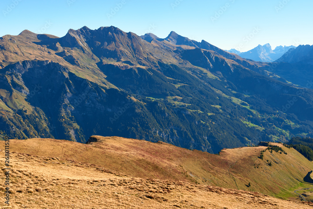 Mountain panorama and the ridge with autumn yellow grass in the morning in Lauterbrunnen region in Switzerland.