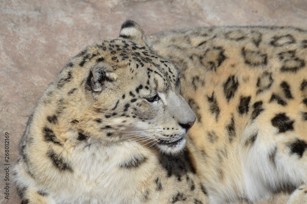 Naklejka premium Snow leopard on a rock
