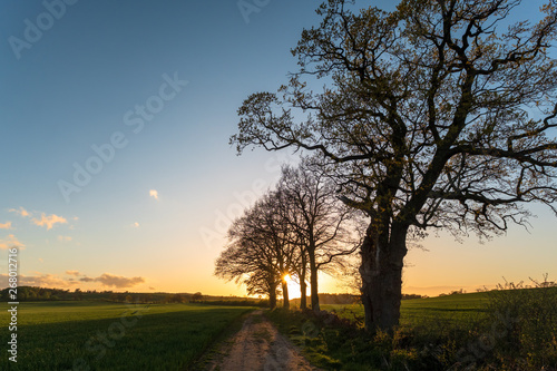 Alley of Oak-Trees in spring at sunset, Schleswig-Holstein