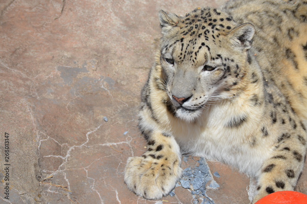 Naklejka premium Snow leopard on a rock