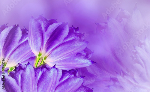 flowers tulups on background purple. Purple flowers tulups. floral background.  Flower composition. Nature.