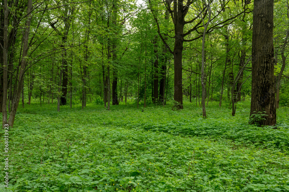 Spring Forest. Spring Forest.