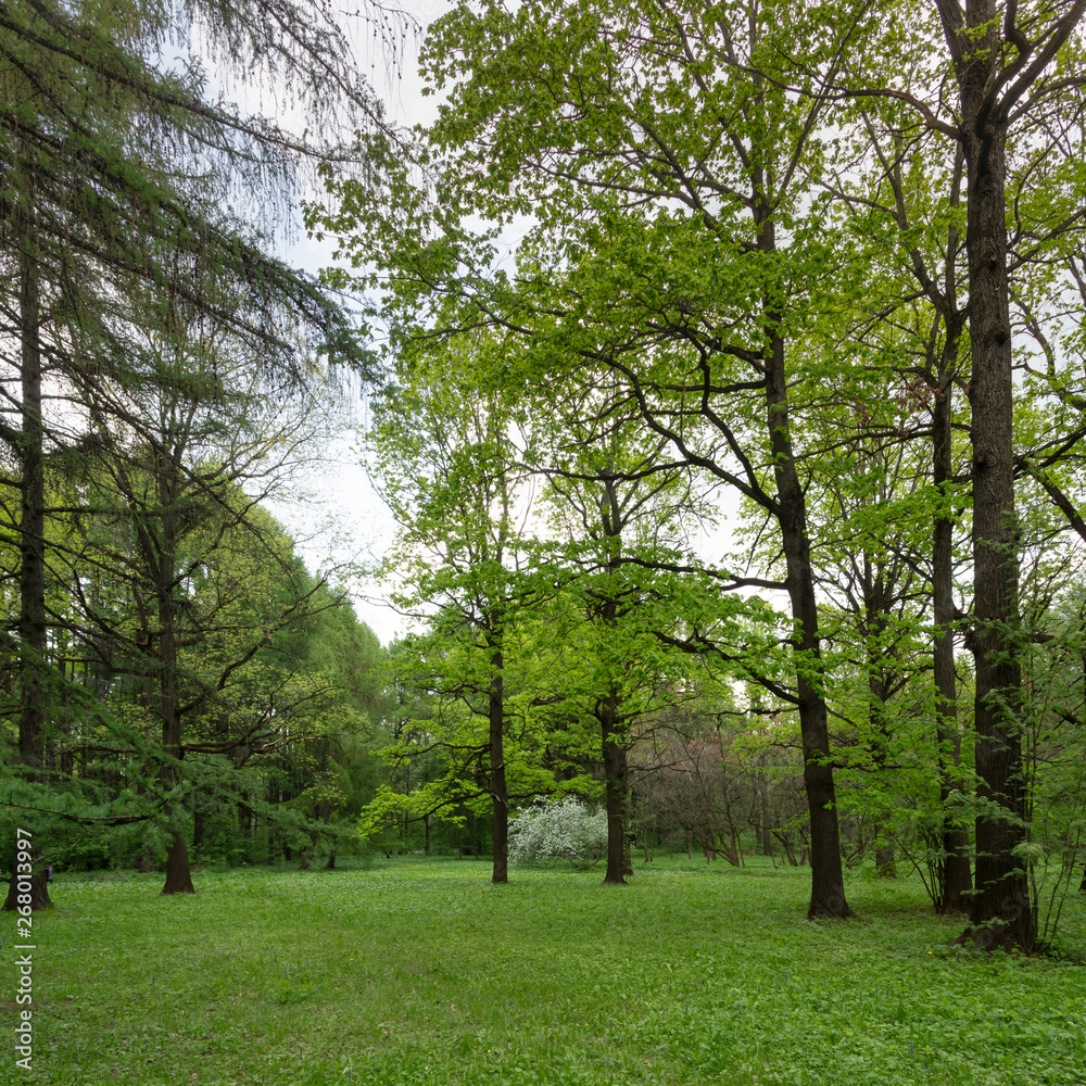 Obraz premium Spring Forest.