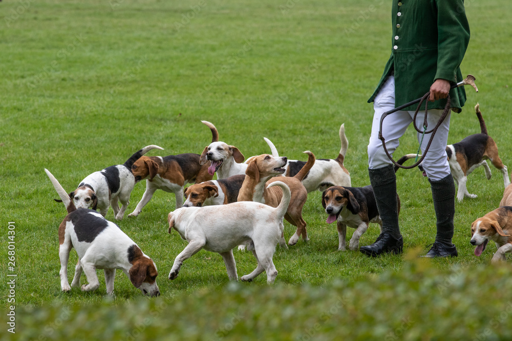 Hunt leaders led dozens of hounds into the main ring Hunt leaders led dozens of hounds into the main ring