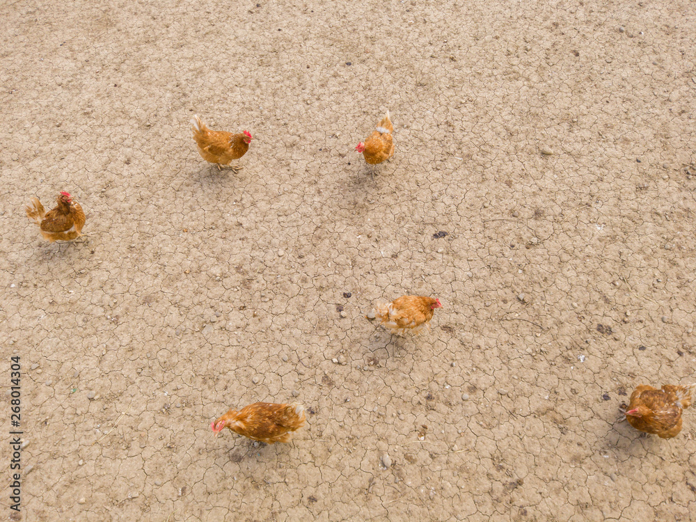Overhead view of chicken and hens in enclosure. Brown earth underground. Overhead view of chicken and hens in enclosure. Brown earth underground.