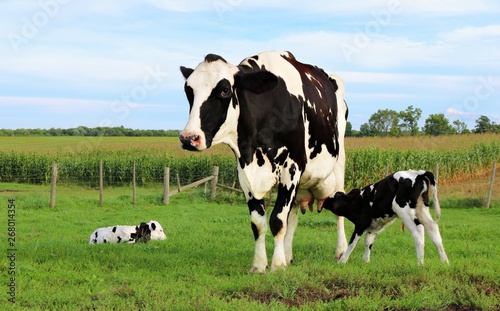 Holstein Cow standing with twin calves one nursing