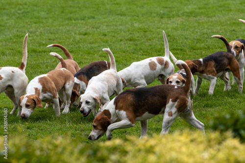 Obraz na płótnie Hunt leaders led dozens of hounds into the main ring