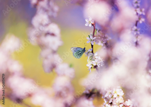 beautiful white butterflies flit over the branches with pink buds of a flower...