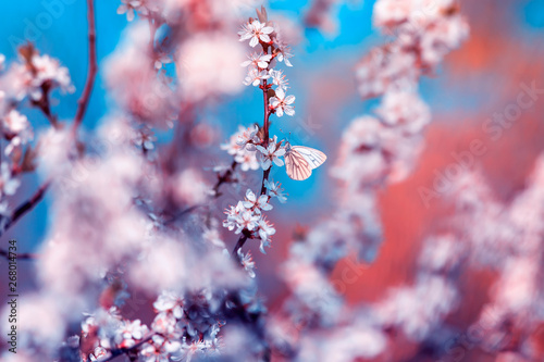 beautiful little butterflies flit over the branches with white the shrub buds...