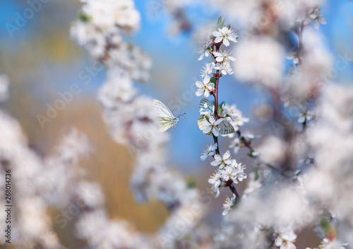 beautiful white butterflies flit over the branches with  buds of a flowering shrub in May warm sunny garden © nataba
