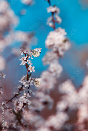 beautiful little butterflies flit over the branches with white the shrub buds...