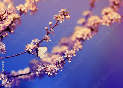 white small a butterfly sits on branches with fluffy fragrant flowers and bud...