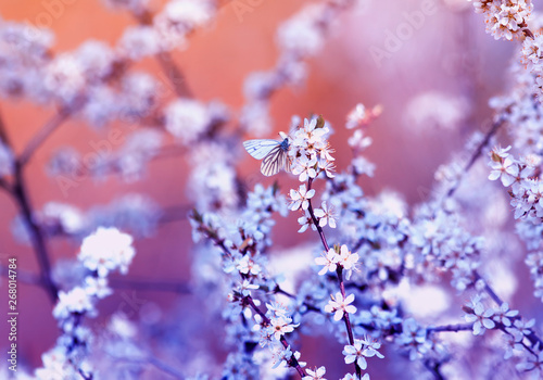 white small butterfly sitting on branches with fluffy fragrant flowers and sh...