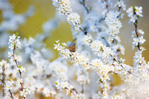 motley orange a small butterfly sits on branches with fluffy fragrant flowers...