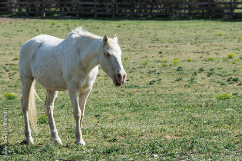 horse eating in a meadow