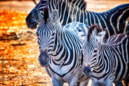 Close up photo of zebras in Bandia resererve  Senegal. It is wildlife animals photography in Africa. There is mother and her zebras baby.