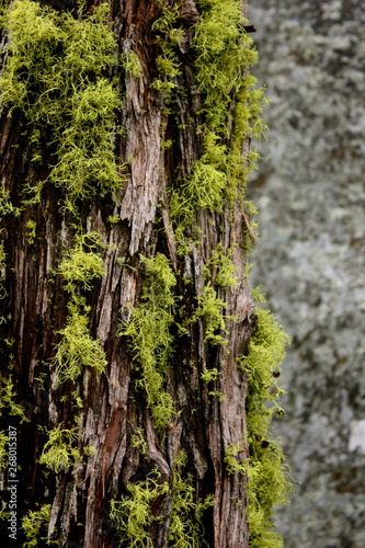 Wolf Lichen on Tree at Hetch Hetchy in Yosemite National Park in California 
