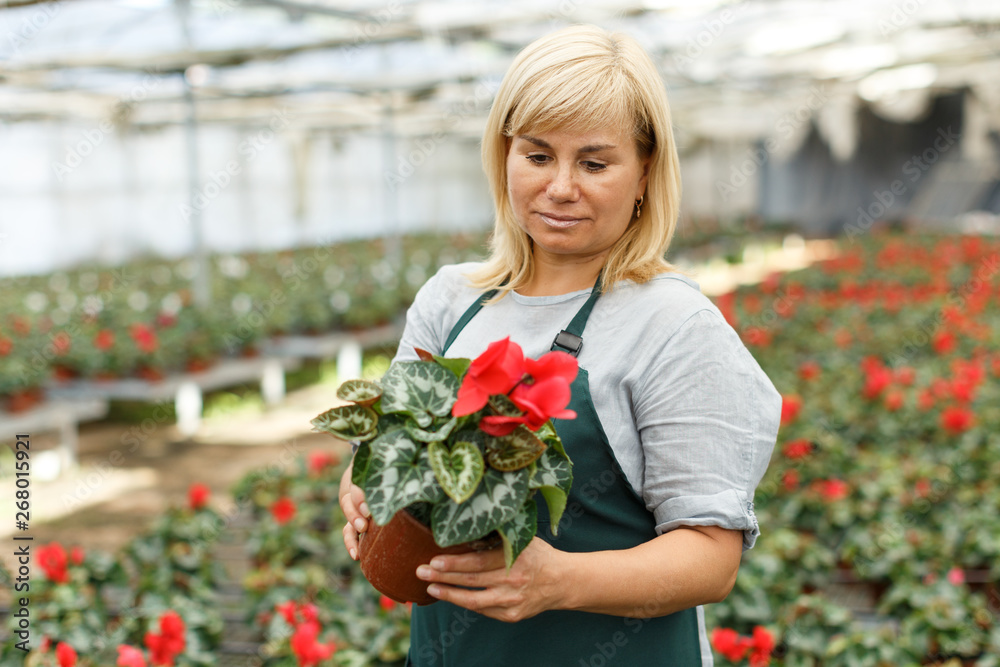 Mature female gardener choosing  flowers of red cyclamen in pot  in greenhouse