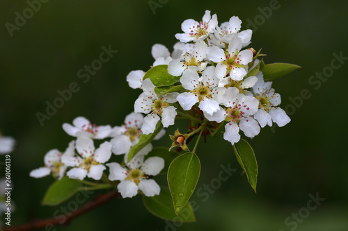 Apple tree branch with white flowers on a green background
