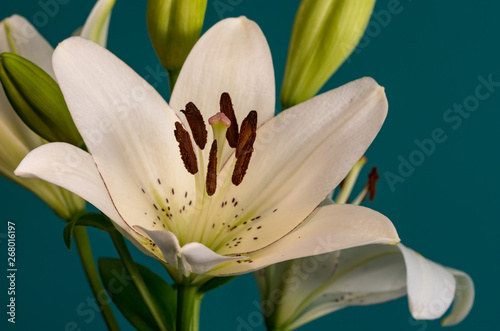 lily flower on a beautiful background