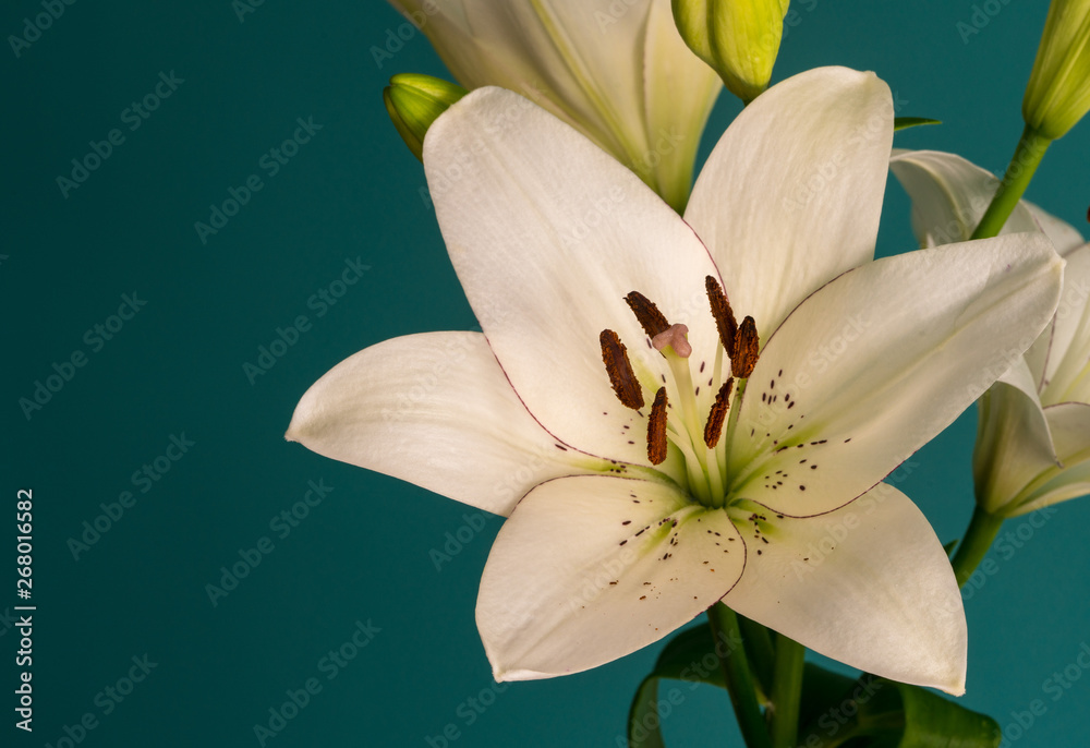 Fototapeta premium lily flower on a beautiful background