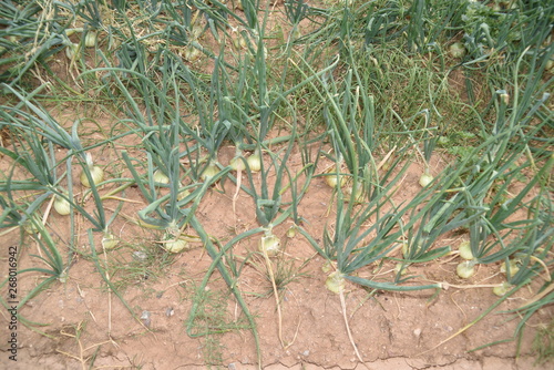 Arizona onion field