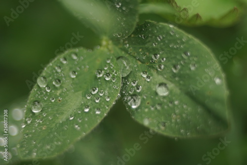 close up view of a clover plant with water droplets
