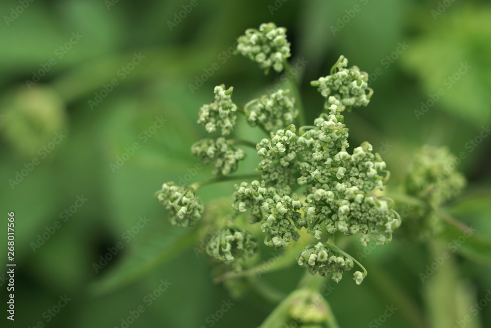  wild carrot buds close up 