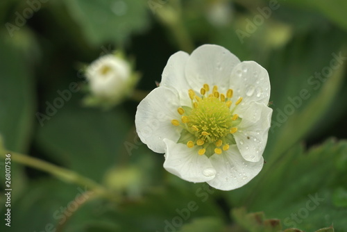  strawberry blossoms in spring close up 