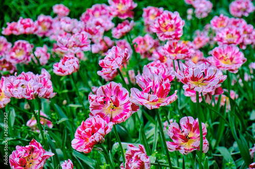Pink tulips in flower bed