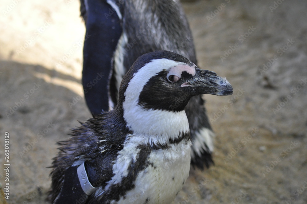 Fototapeta premium Humboldt-Pinguin