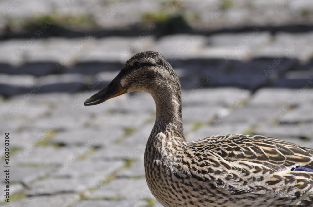Ente Ente