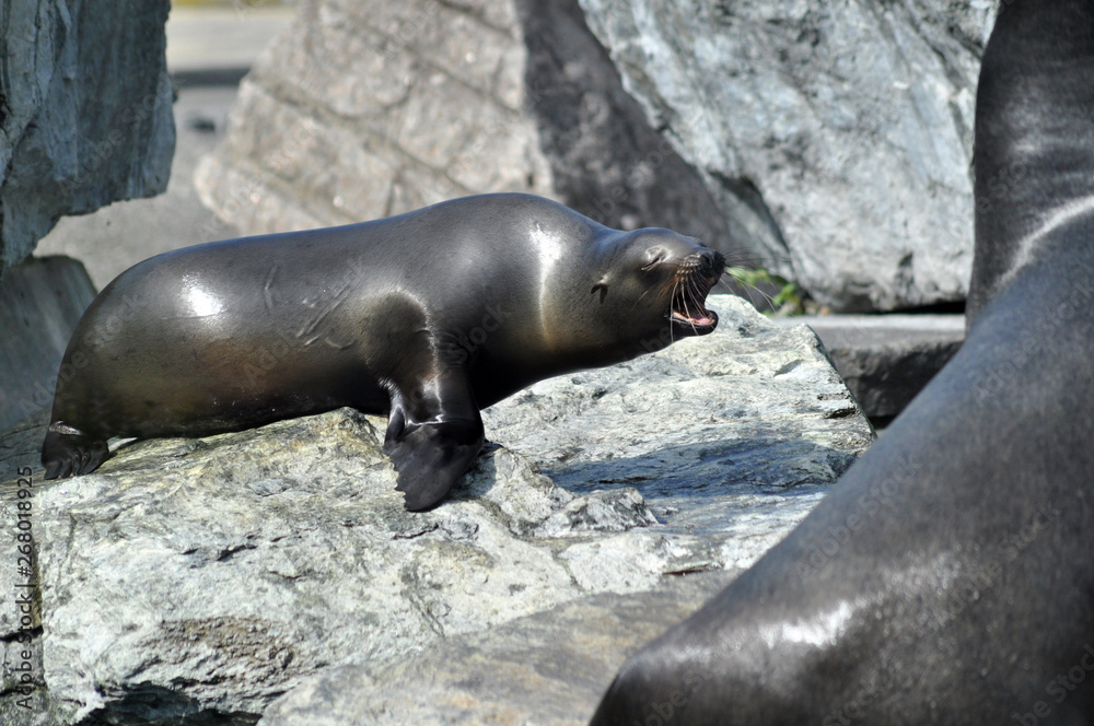 Seelöwe Seelöwe