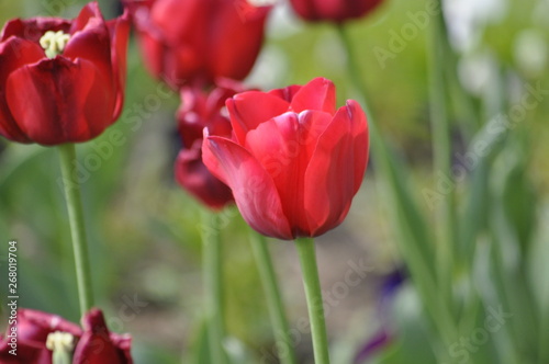 Rote Tulpen