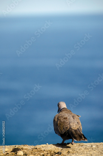 Una tórtola turca frente al mar mirando al horizonte azul desde la muralla photo