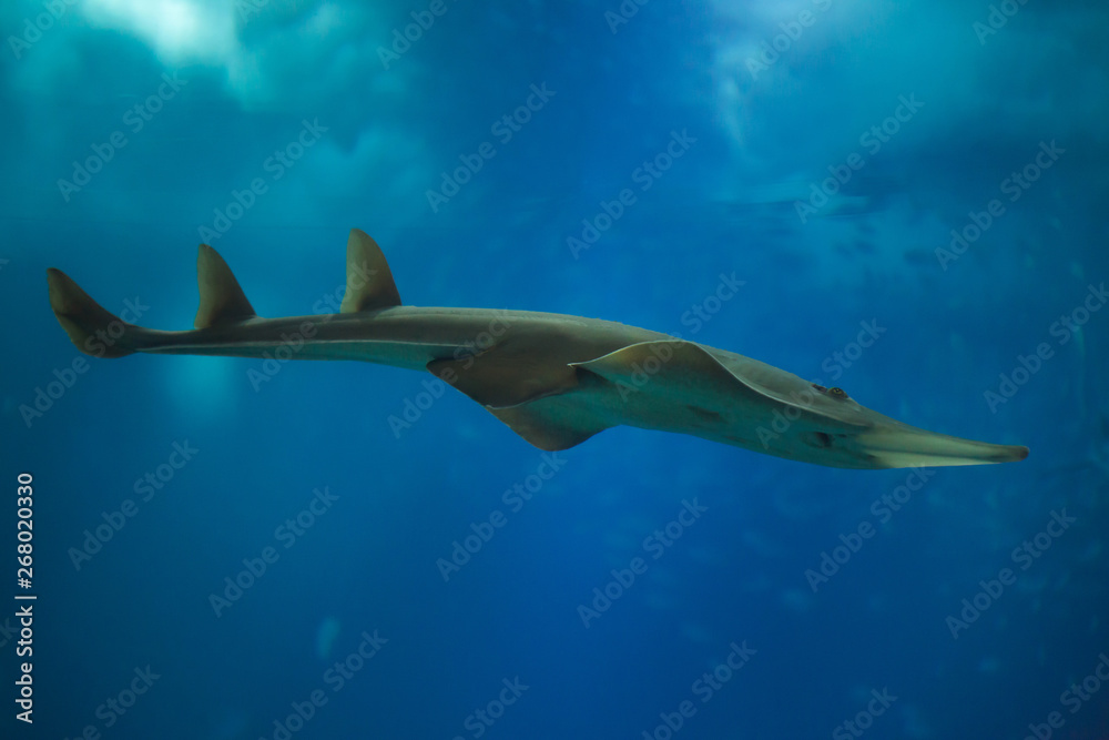 Fototapeta premium Giant guitarfish (Rhynchobatus djiddensis)