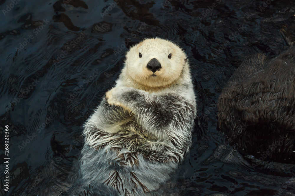 Sea otter (Enhydra lutris)