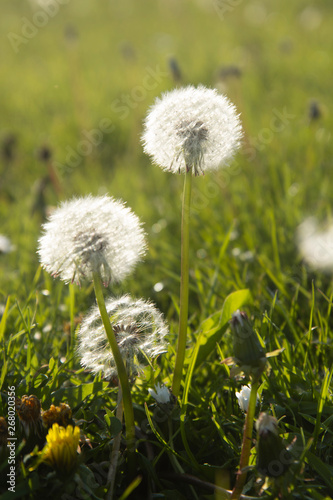 Bloomig dandelion flowers field. Natural background. Spring time concept. Dandelion soft bloom.