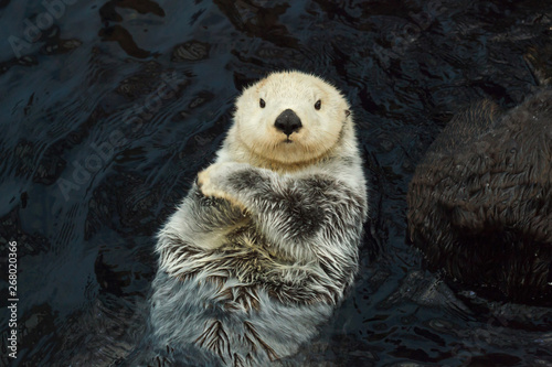 Canvas Print Sea otter (Enhydra lutris)
