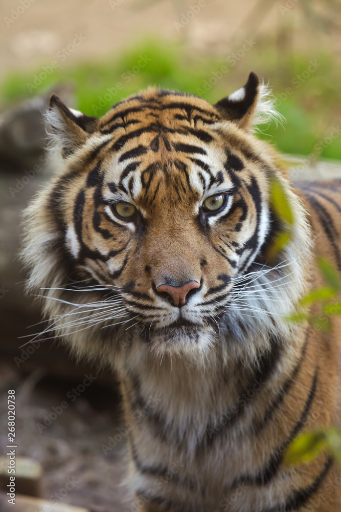 Sumatran tiger (Panthera tigris sumatrae). Sumatran tiger (Panthera tigris sumatrae).
