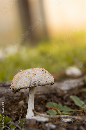 Wild forest mushrooms in the grass, after rain. Mushroom photo, forest photo.