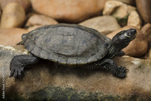 Florida red-bellied cooter (Pseudemys nelsoni)