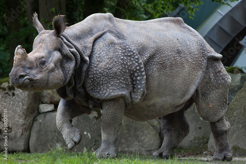 Indian rhinoceros (Rhinoceros unicornis). © Vladimir Wrangel
