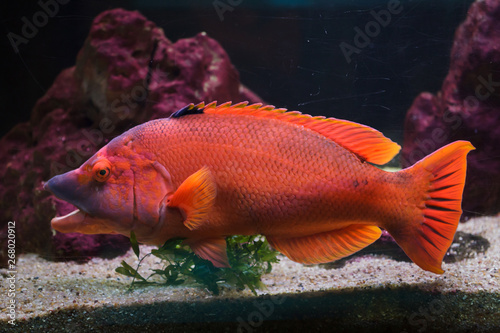 Barred hogfish (Bodianus scrofa). photo