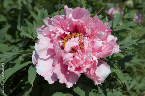 Fototapeta Naklejka Na Ścianę i Meble -  Pink beautiful flower of peony with foliage in a summer garden. Close-up detail of pink flowers. Can be used to create a postcard.