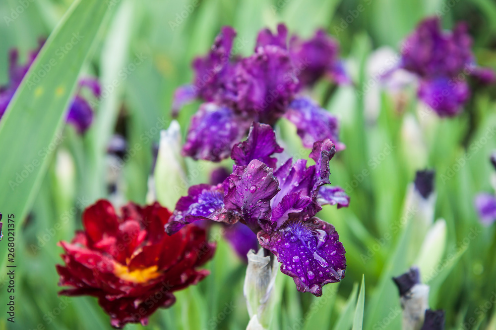 Obraz premium Flowers in the grass after the rain. Double red tulip and blue irises in the spring garden.