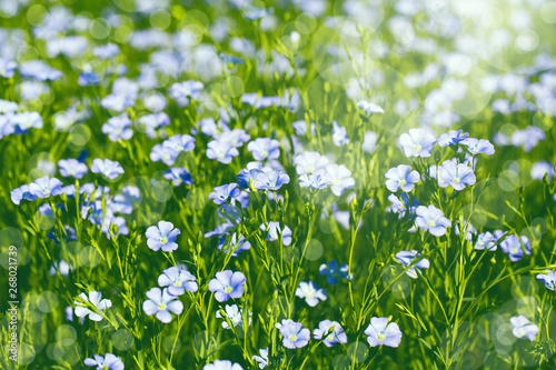 A field with  blooming flax flowers  Linum perenne . Beautiful nature summer background