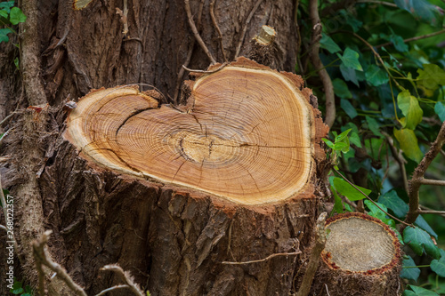 Zeichen der Liebe, Herz im Baum